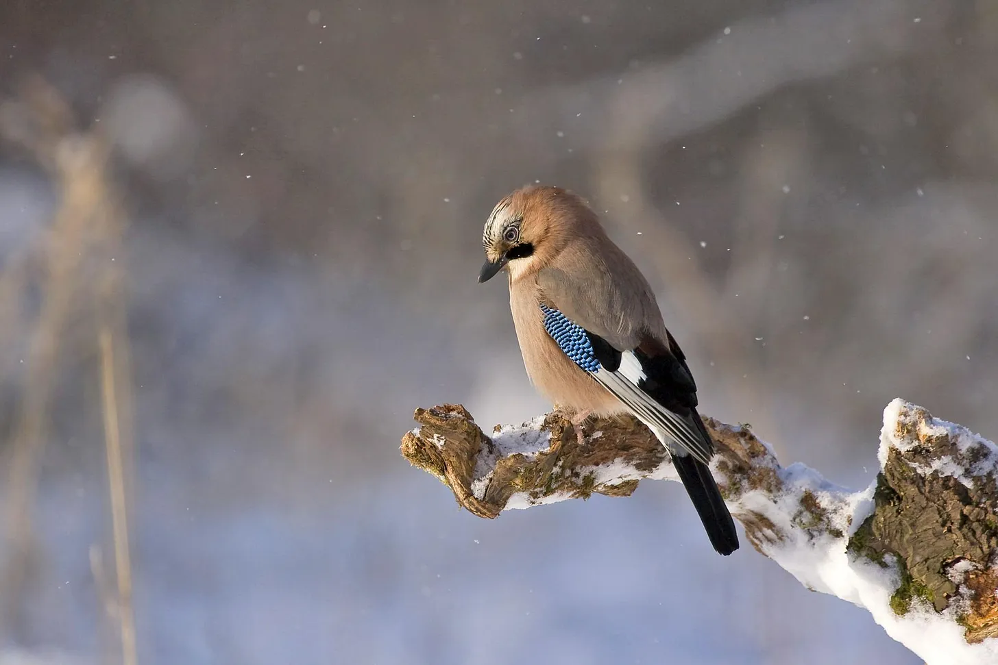 About the disappearance of birds and insects