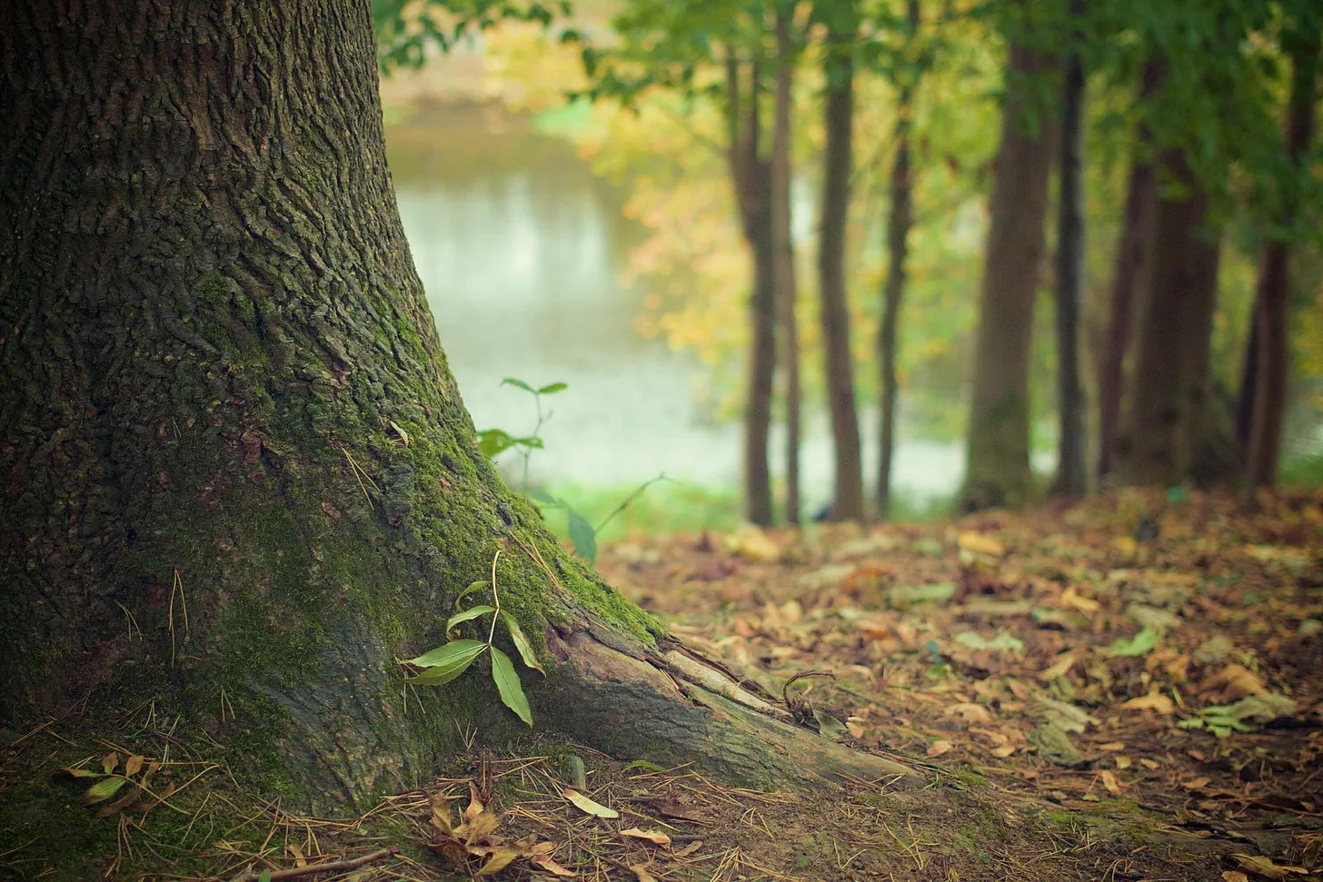 Electroculture and the properties of trees