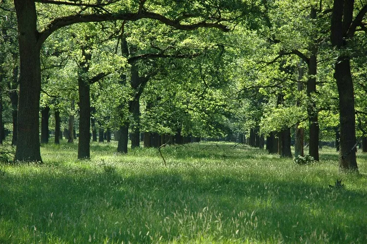 Silvopasture in the forest of Reinhardswald